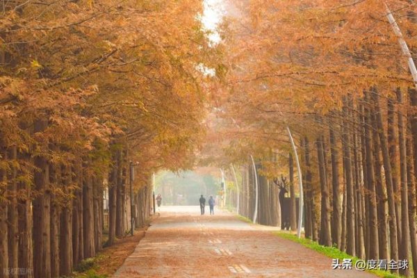 非常谋略 燃爆！11 月必去打卡地，日照千亩水杉林美出国际范儿