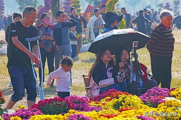 七星配资 长江岸畔菊海刷屏！417 品种 9 万盆绽放，红色堤坝藏振兴密码